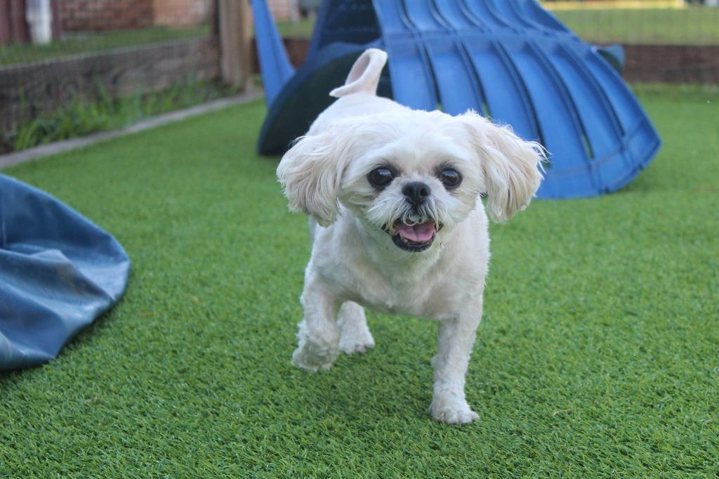 Enlarge Sadie, an adopted Shih Tzu in Chestertown, MD image 4/4