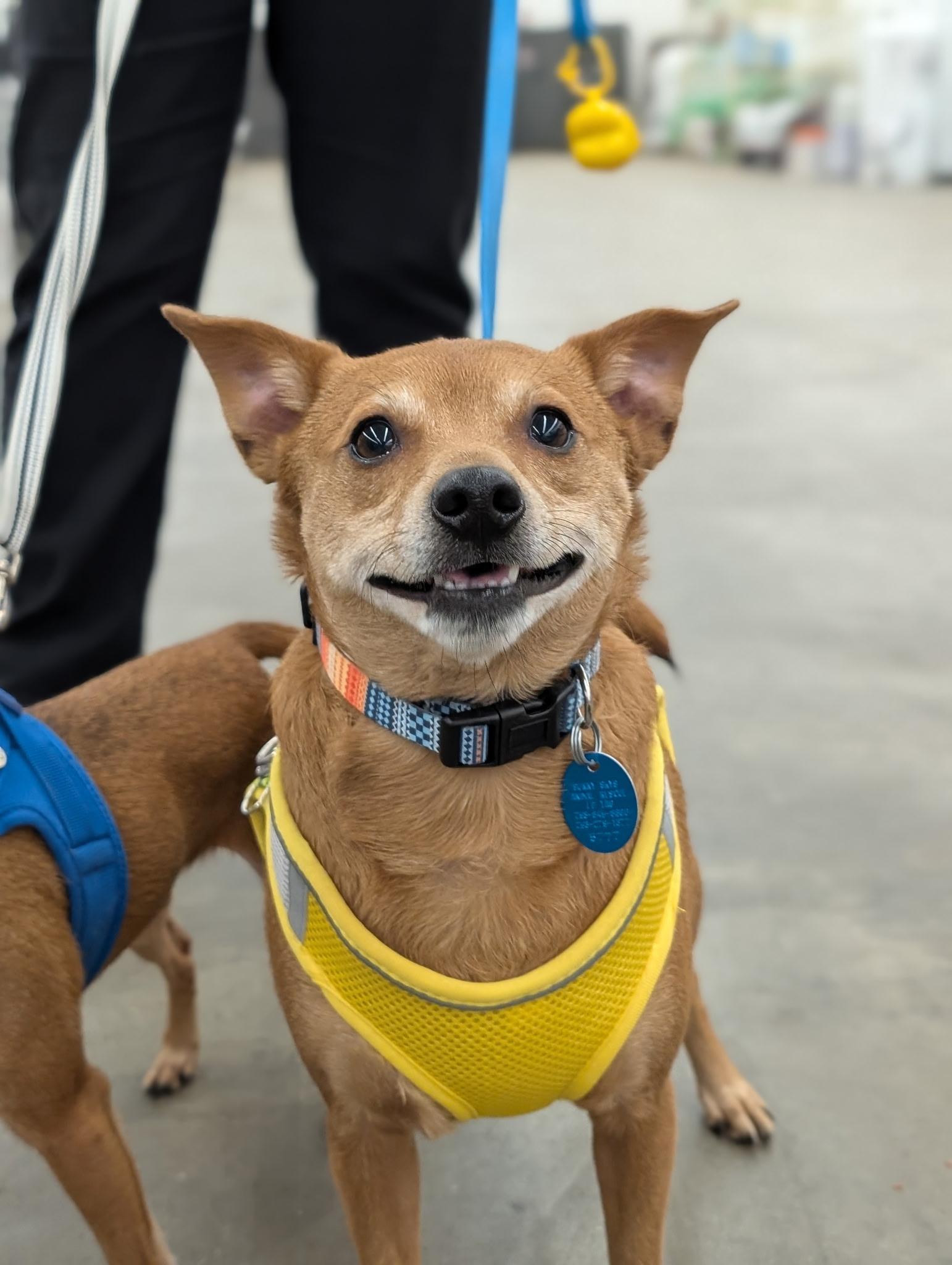 Enlarge TY (bonded w/Pee Wee), a Adoptable mixed breed in Graham, WA image 2/6