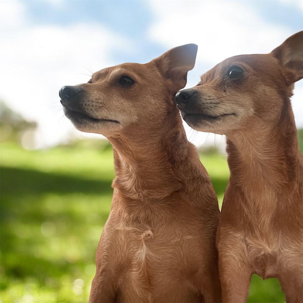 Enlarge TY (bonded w/Pee Wee), a Adoptable mixed breed in Graham, WA image 3/6