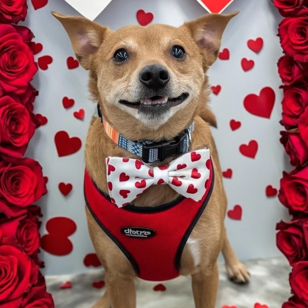 Enlarge TY (bonded w/Pee Wee), a Adoptable mixed breed in Graham, WA image 1/6