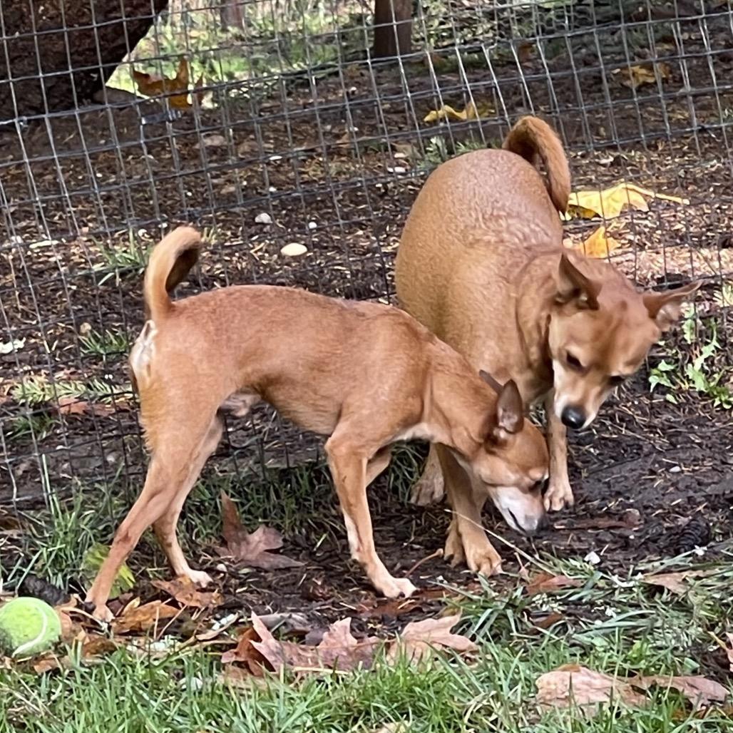 TY (bonded w/Pee Wee)