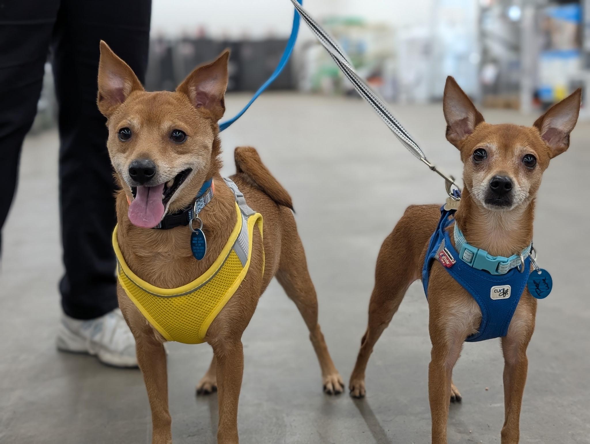 Enlarge TY (bonded w/Pee Wee), a Adoptable mixed breed in Graham, WA image 6/6