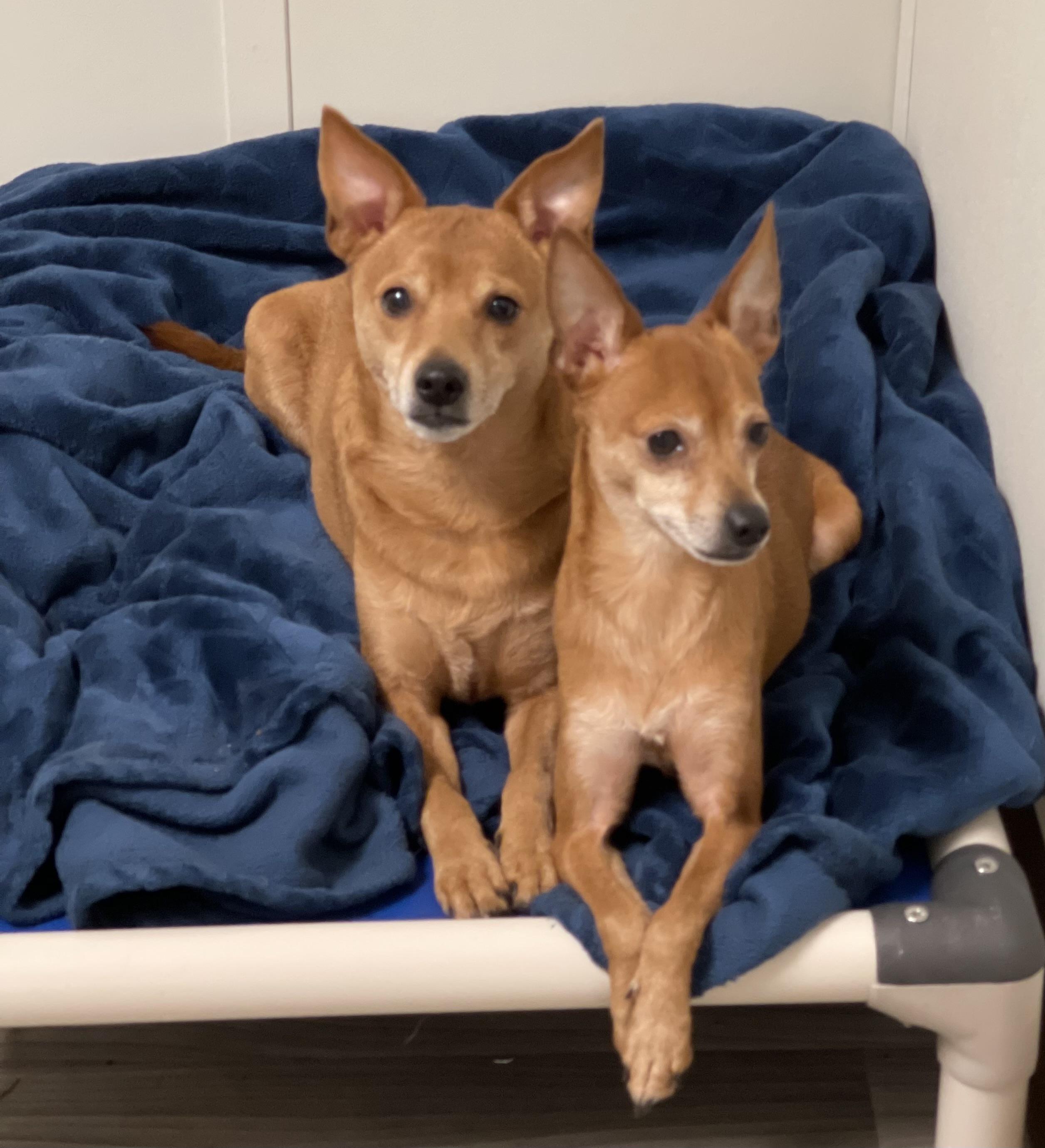 Enlarge TY (bonded w/Pee Wee), a Adoptable mixed breed in Graham, WA image 5/6