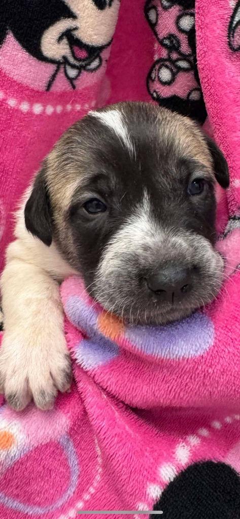 Enlarge Amethyst aka Boudica, a Adoptable mixed breed in Brookings, OR image 1/5