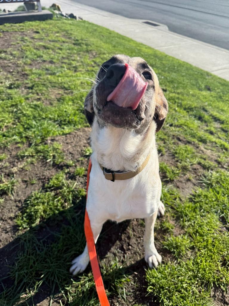 Enlarge Amethyst aka Boudica, a Adoptable mixed breed in Brookings, OR image 2/5