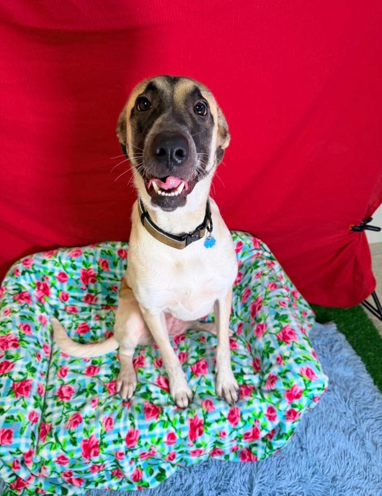 Enlarge Amethyst aka Boudica, a Adoptable mixed breed in Brookings, OR image 4/5