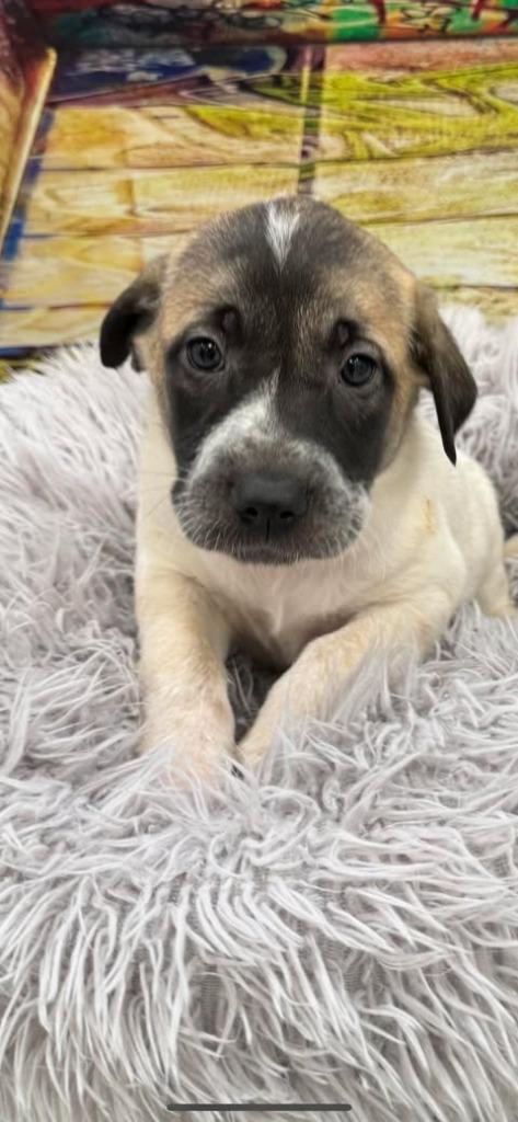 Enlarge Amethyst aka Boudica, a Adoptable mixed breed in Brookings, OR image 5/5