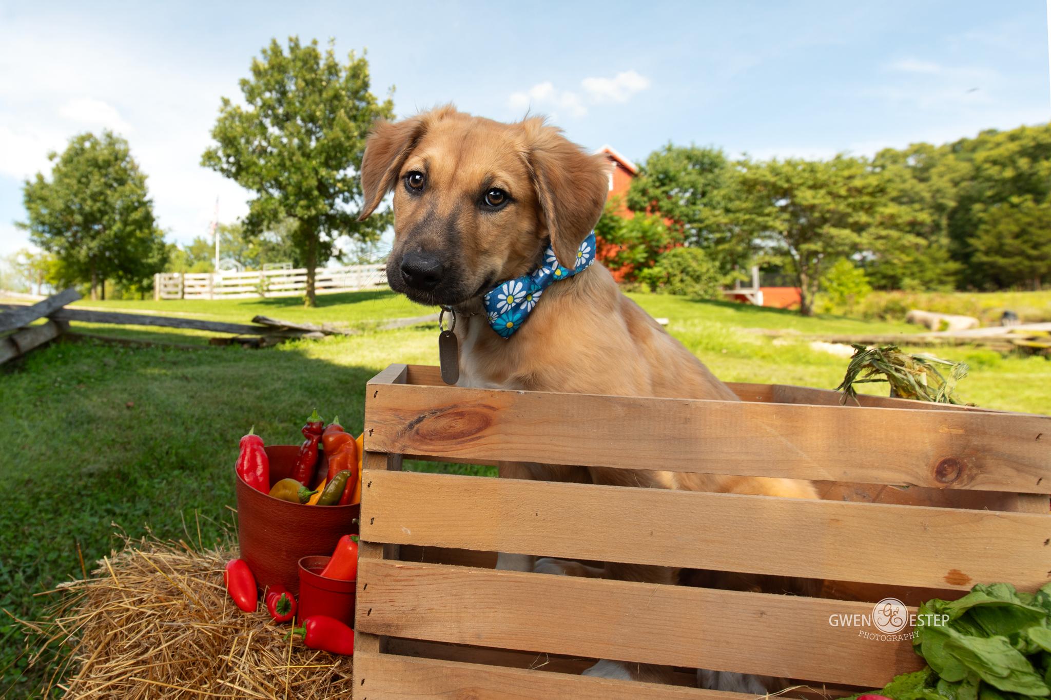 Serrano, a Adoptable mixed breed in Dayton, OH image 3/6
