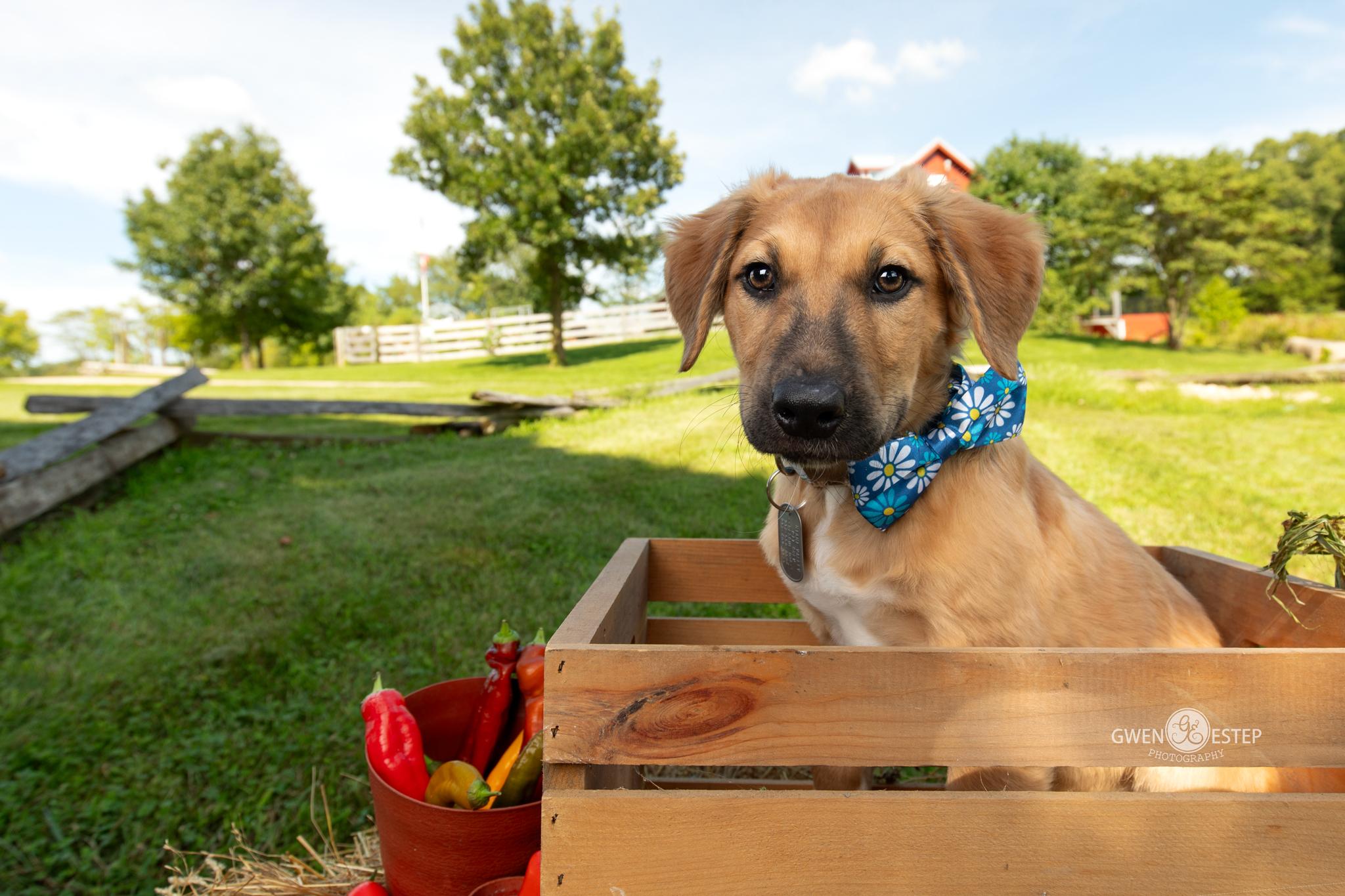 Serrano, Adoptable, Puppy Male Mixed Breed.