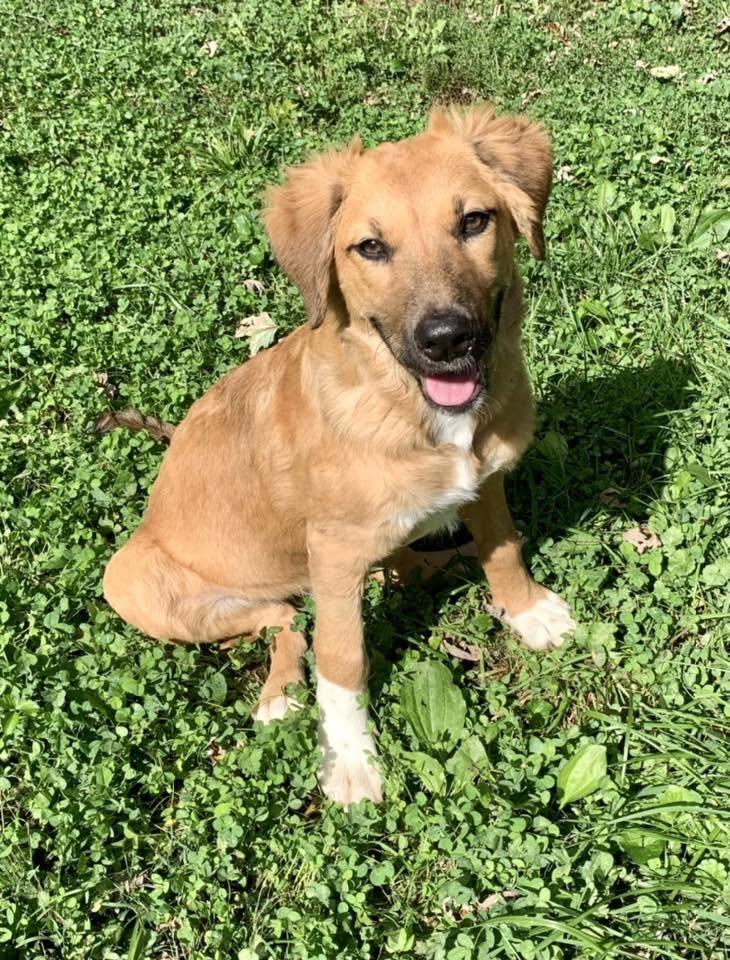 Enlarge Serrano, a Adoptable mixed breed in Dayton, OH image 4/6