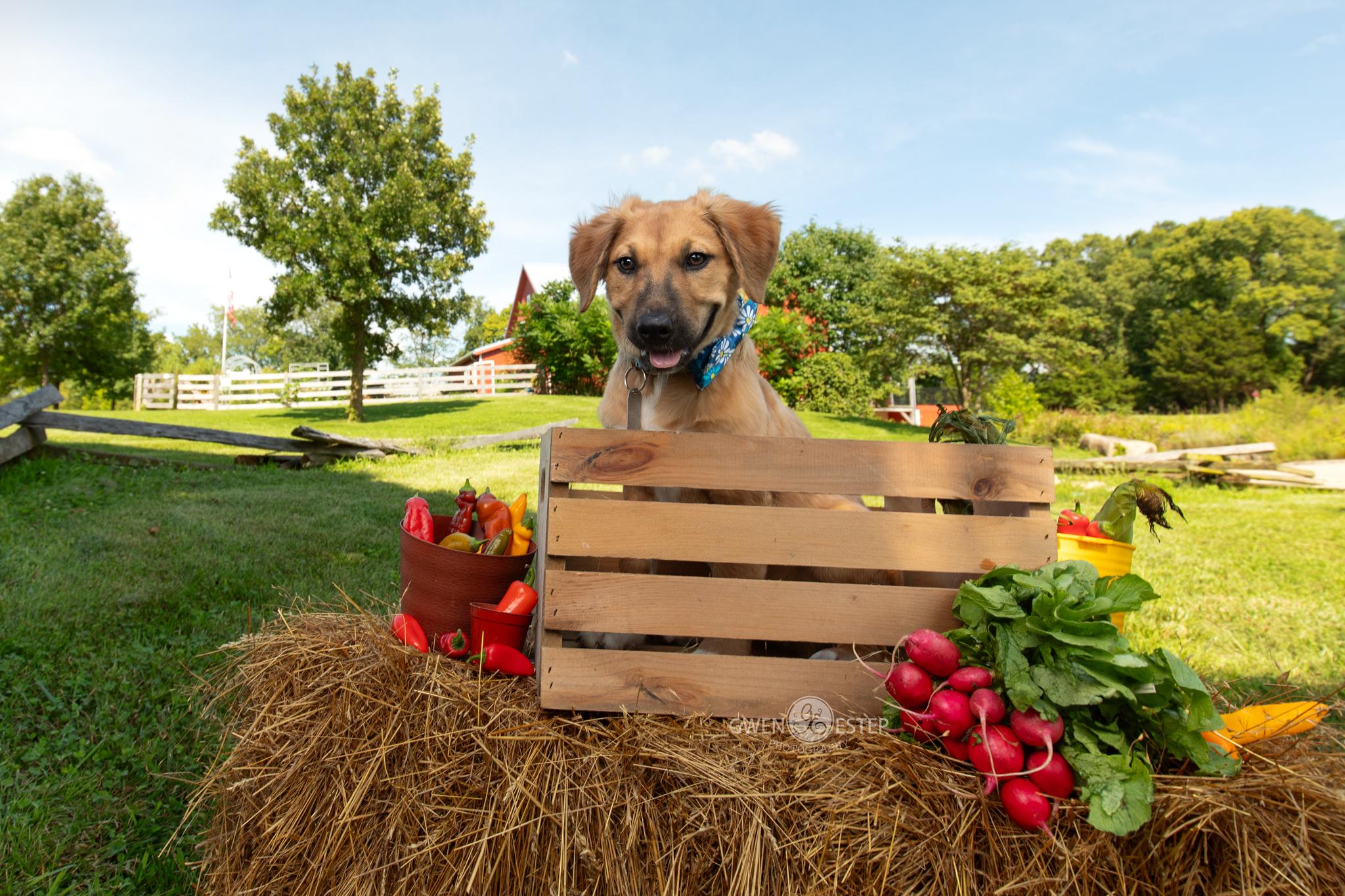Serrano, a Adoptable mixed breed in Dayton, OH image 2/6