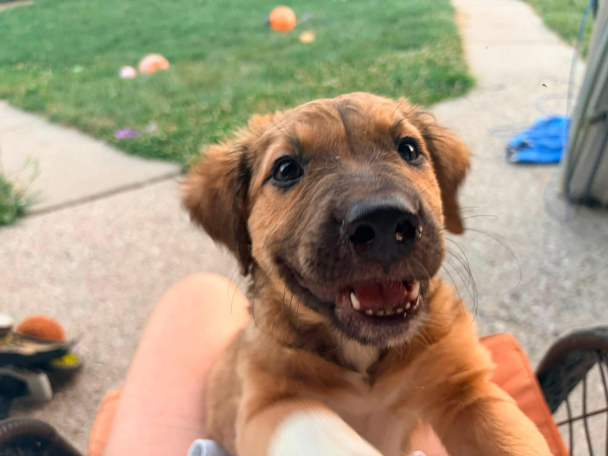 Serrano, a Adoptable mixed breed in Dayton, OH image 5/6