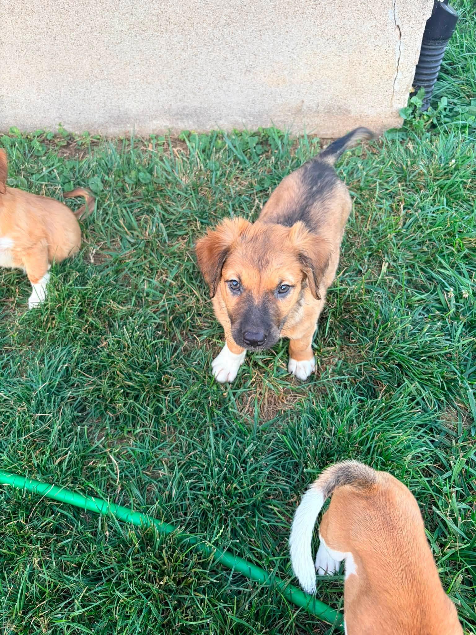 Serrano, a Adoptable mixed breed in Dayton, OH image 6/6