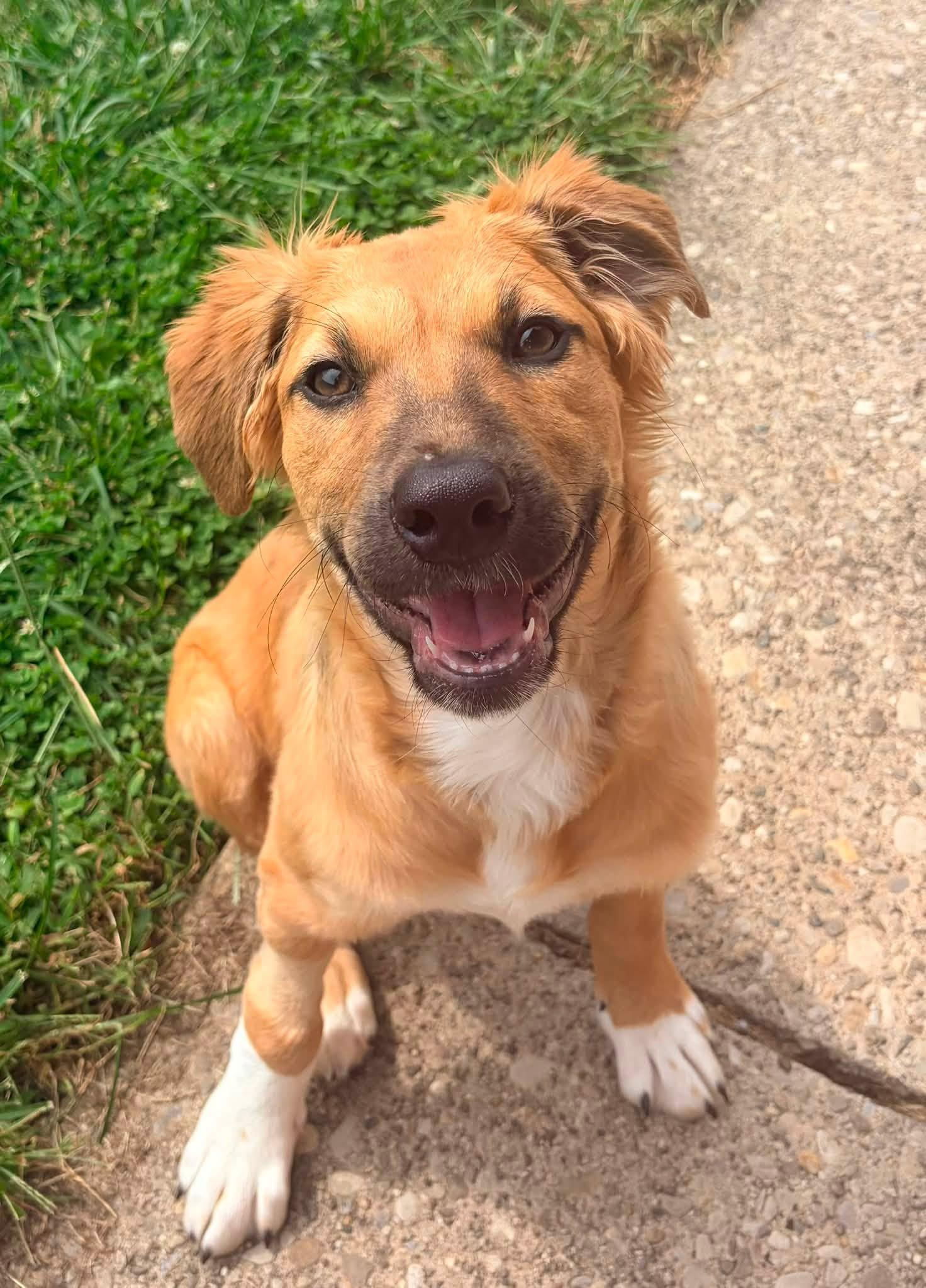 Enlarge Serrano, a Adoptable mixed breed in Dayton, OH image 5/6