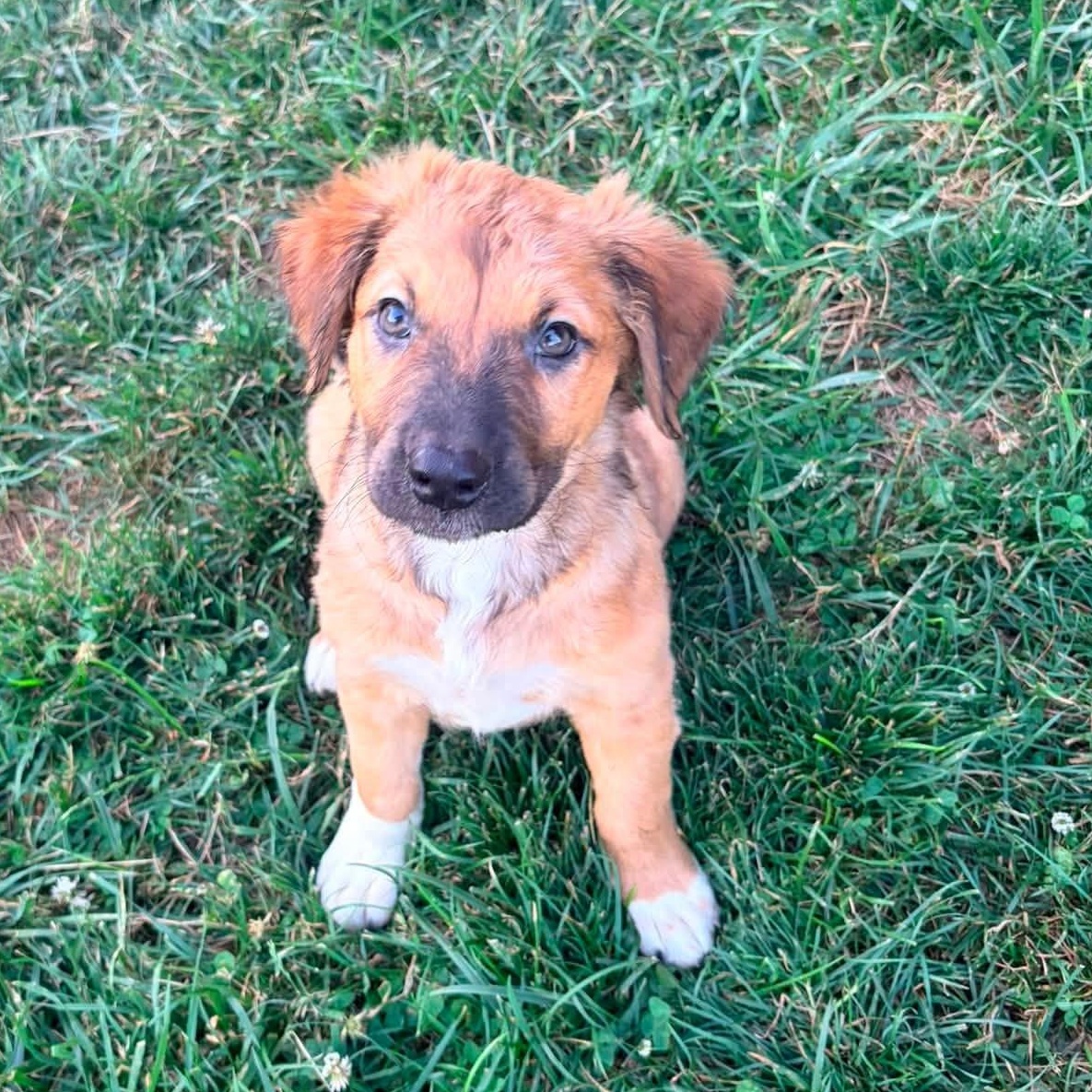 Serrano, a Adoptable mixed breed in Dayton, OH image 4/6