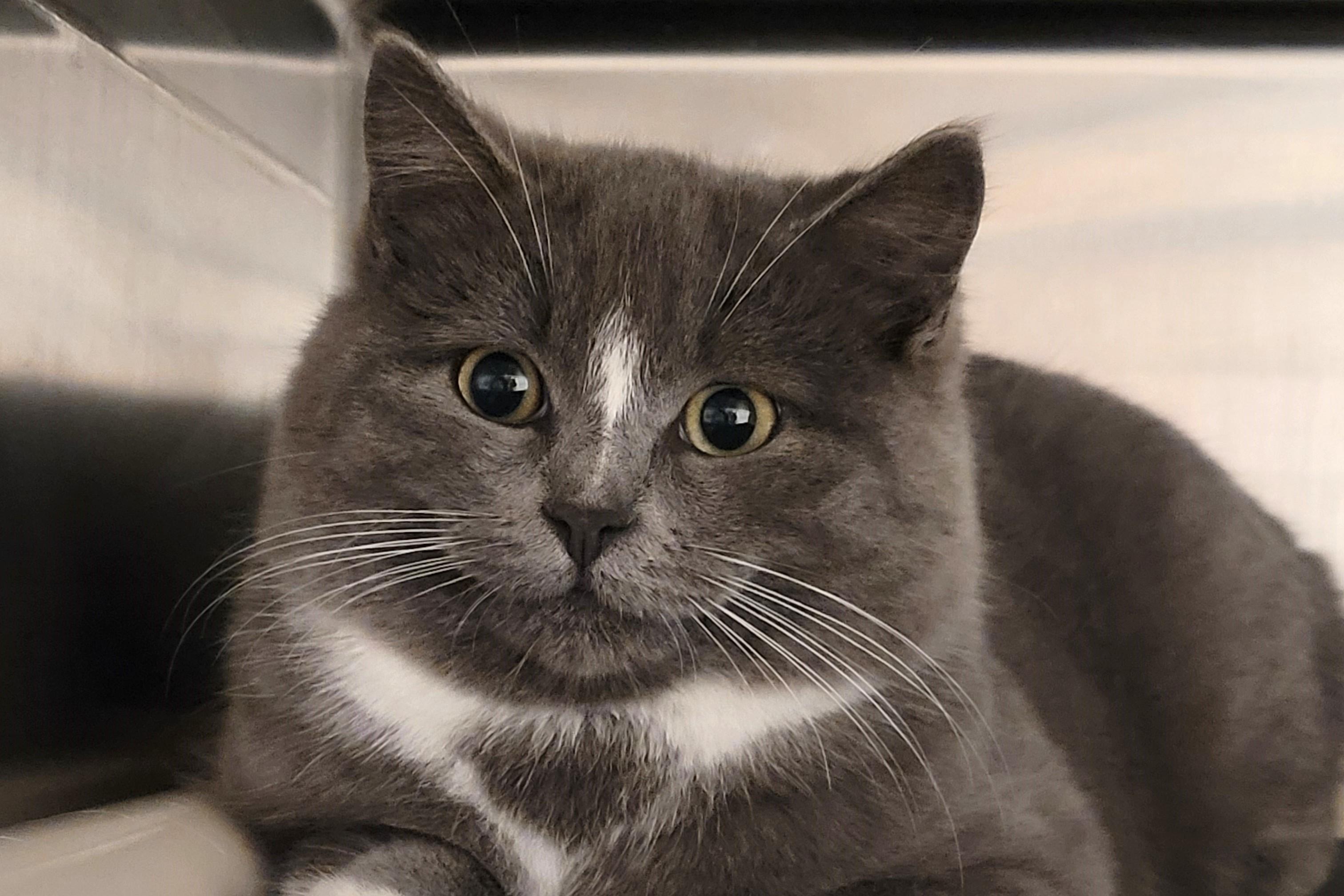 Enlarge McLovin, an adopted Tuxedo in New Milford, CT image 1/6