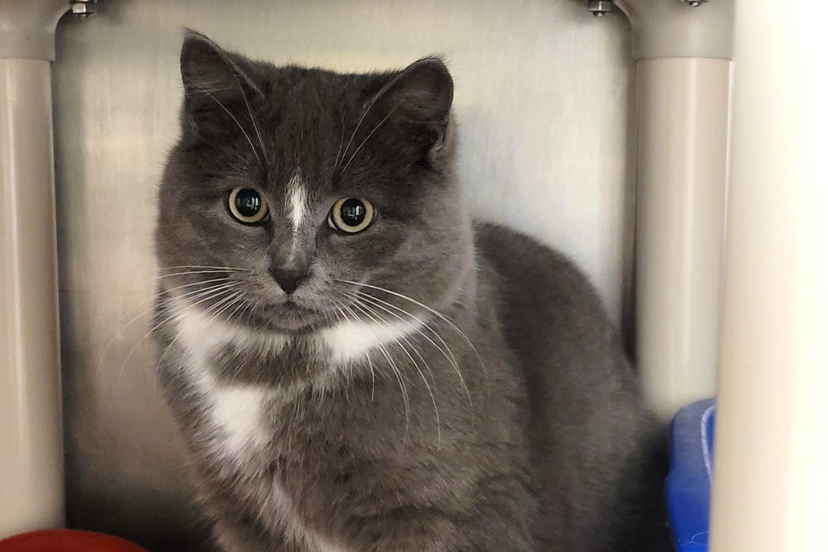 Enlarge McLovin, an adopted Tuxedo in New Milford, CT image 3/6