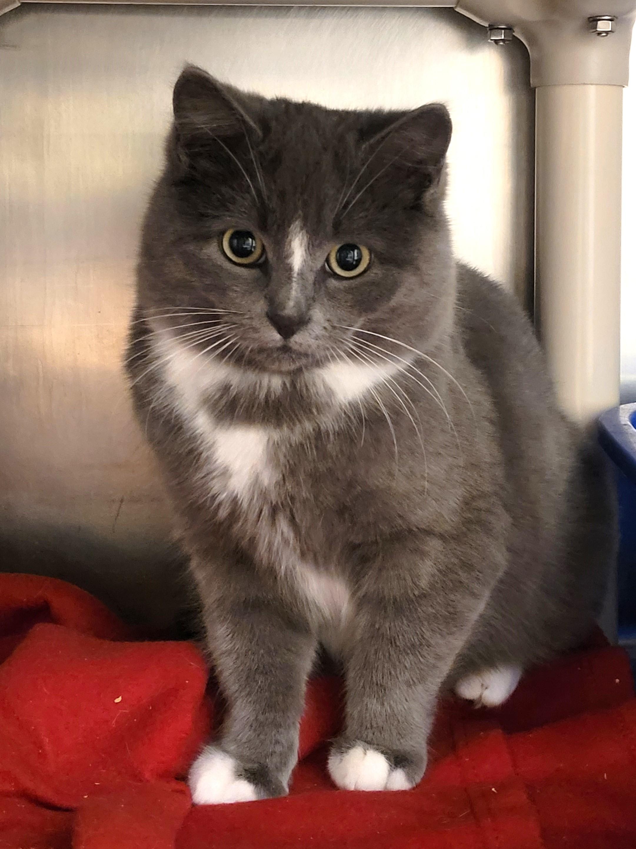 Enlarge McLovin, an adopted Tuxedo in New Milford, CT image 4/6