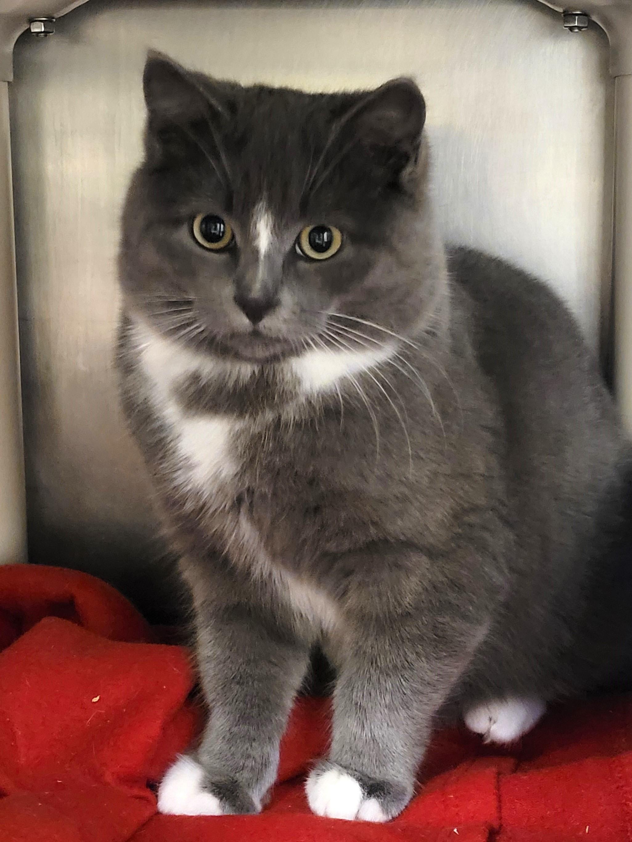 Enlarge McLovin, an adopted Tuxedo in New Milford, CT image 5/6
