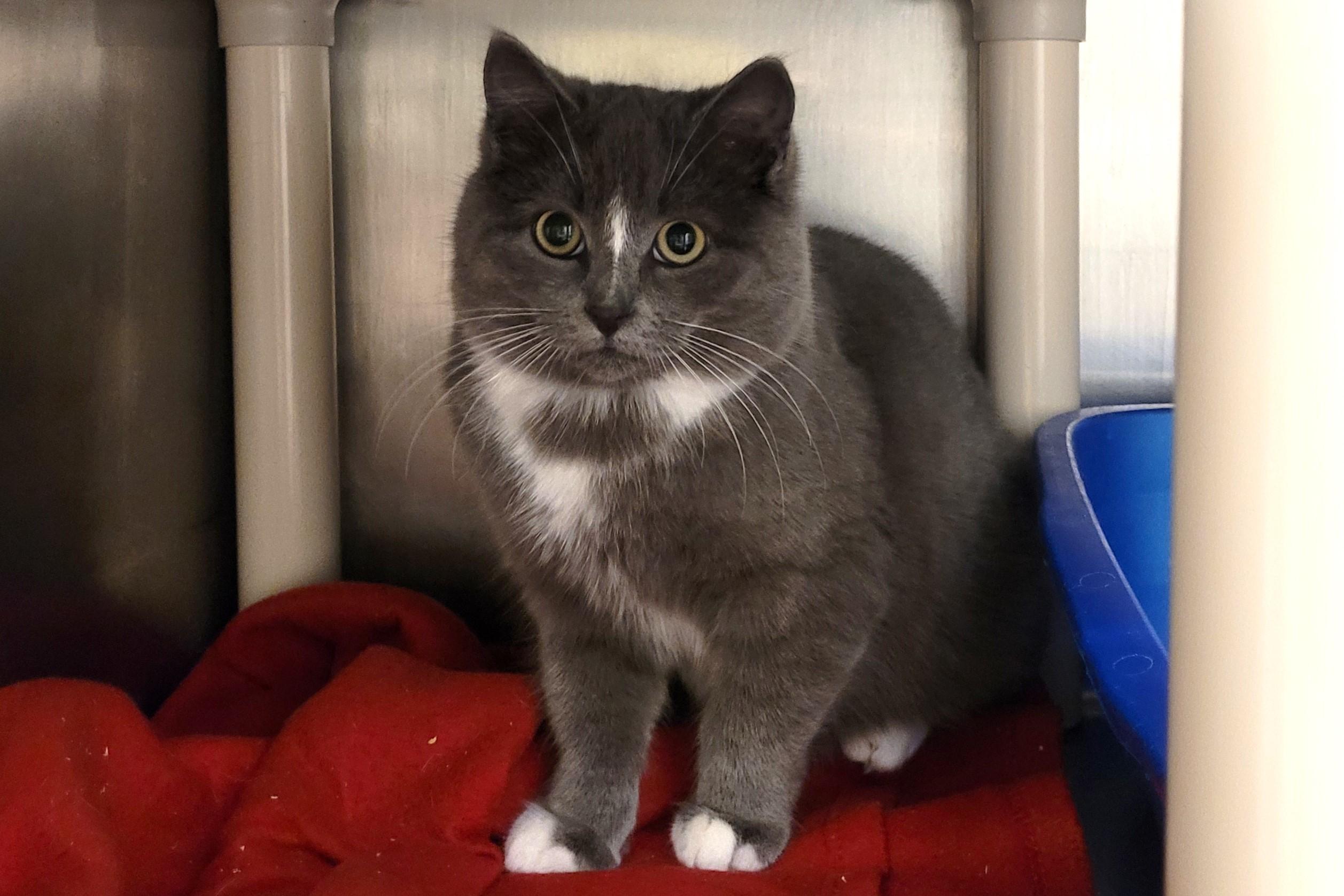 Enlarge McLovin, an adopted Tuxedo in New Milford, CT image 6/6