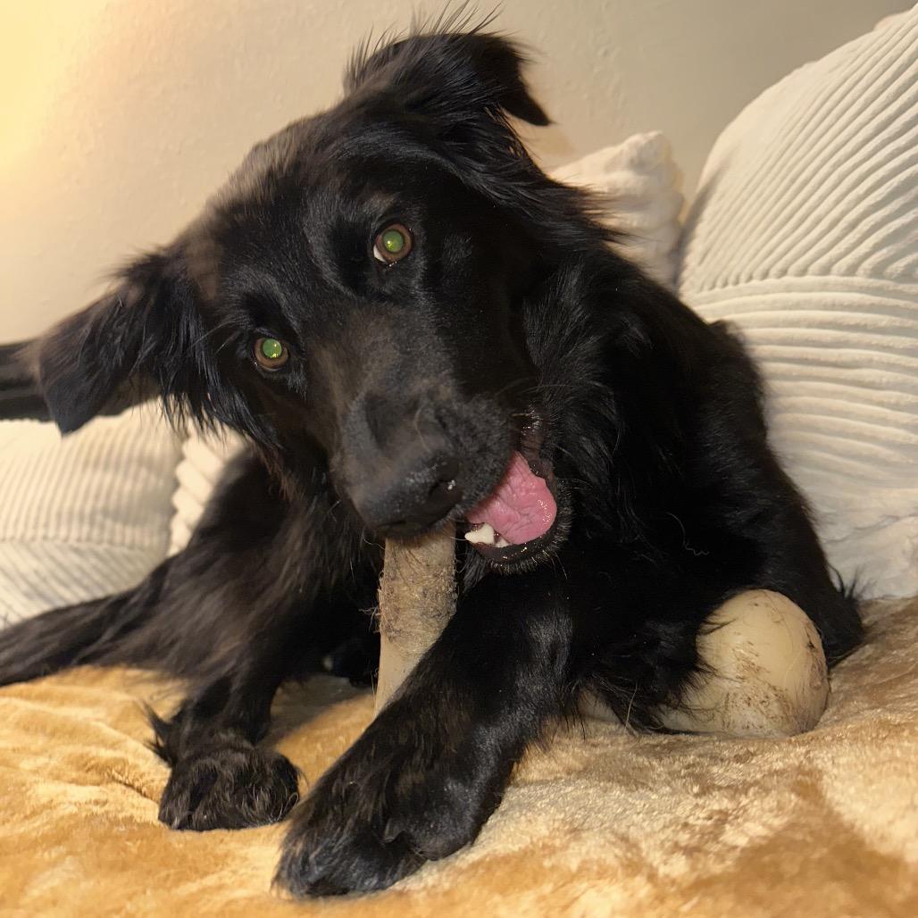 Enlarge Molly, a Adoptable mixed breed in Farmington, CT image 4/5