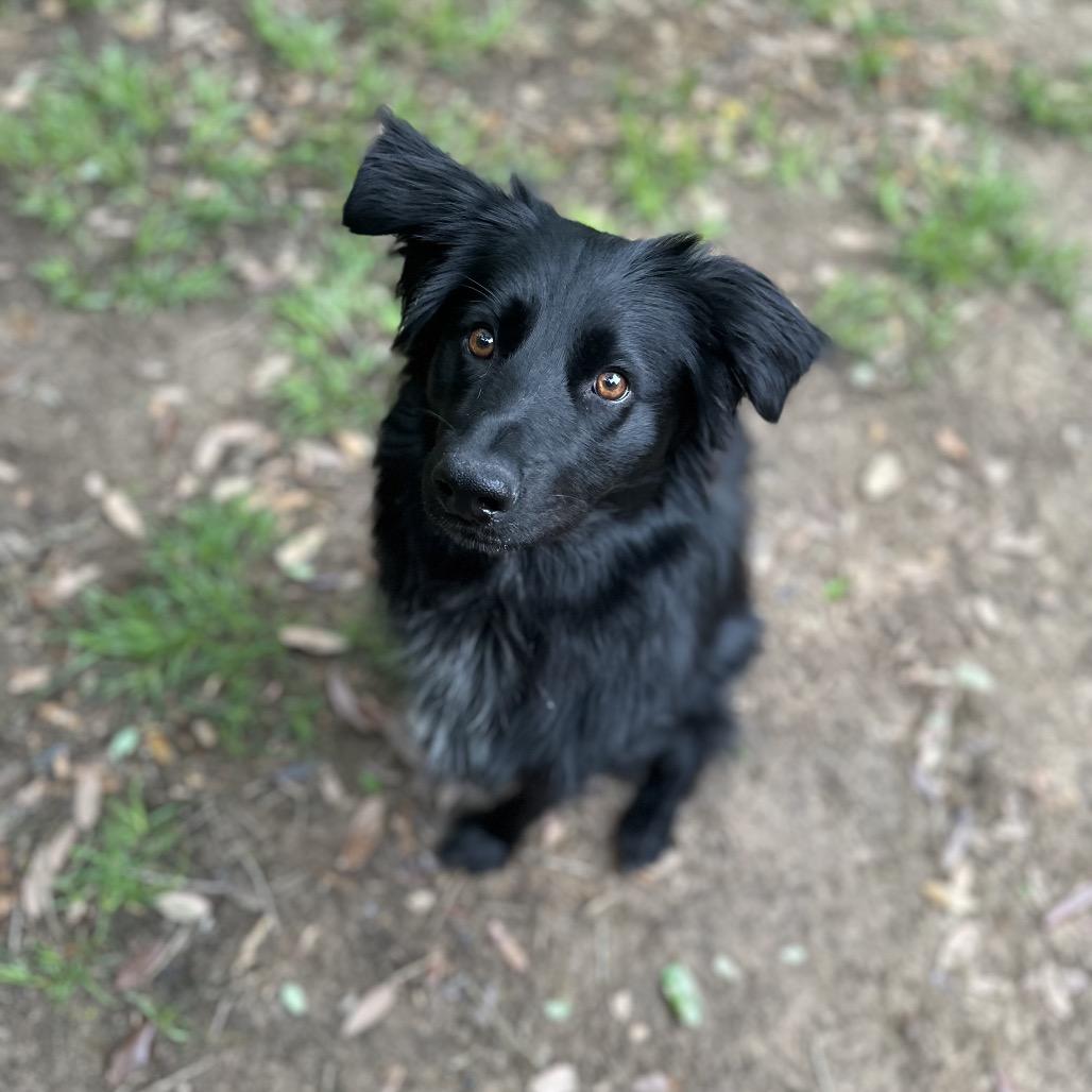 Enlarge Molly, a Adoptable mixed breed in Farmington, CT image 5/5