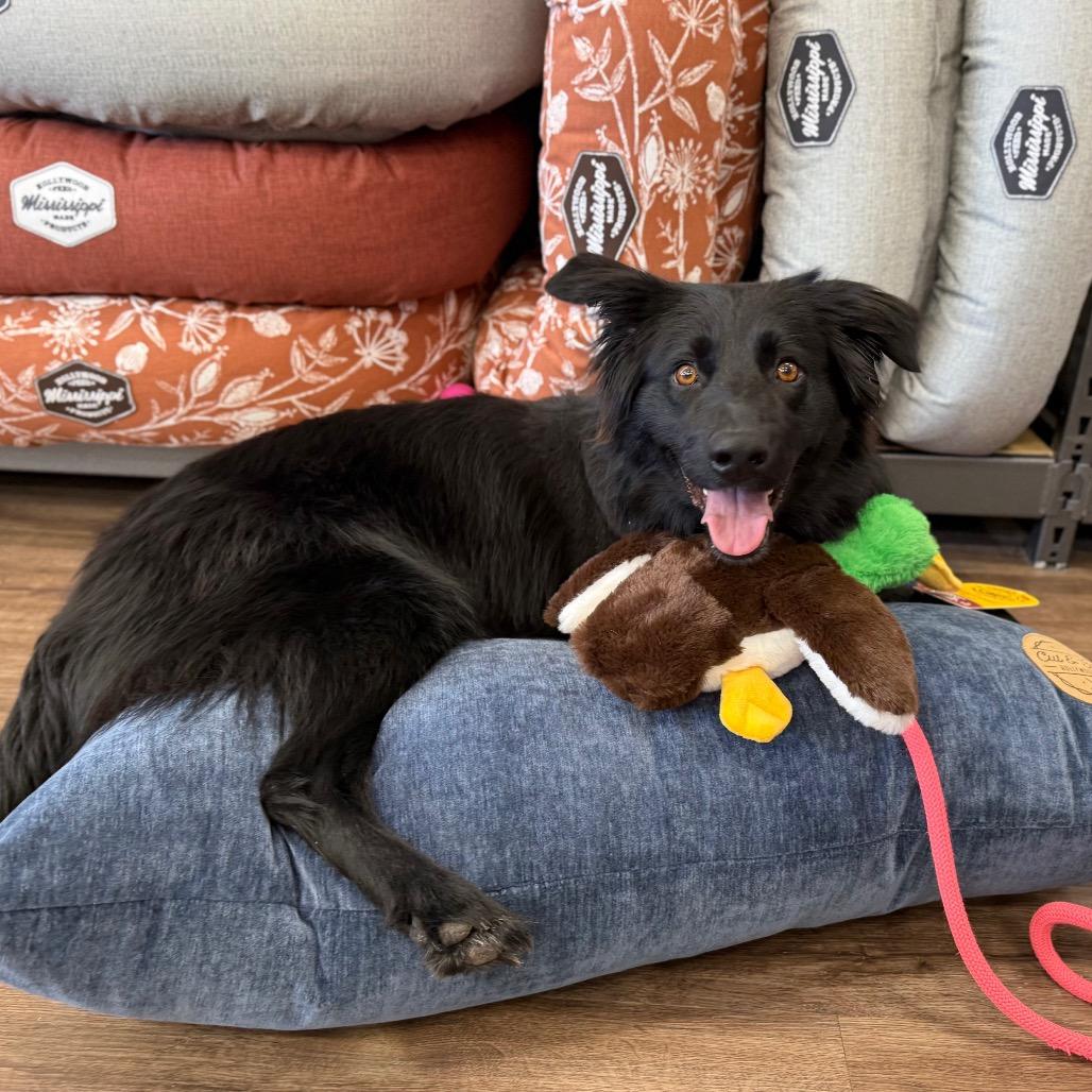 Molly, Adoptable, Adult Female Collie.