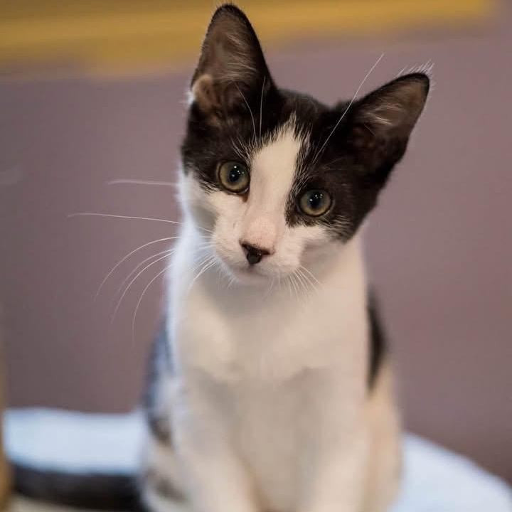 ORION, ADOPTABLE, Kitten Male Domestic Short Hair.