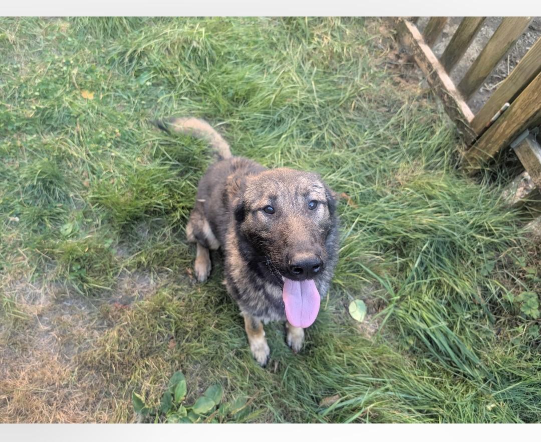 Midnight, Adoptable, Young Male German Shepherd Dog & Belgian Shepherd / Malinois.