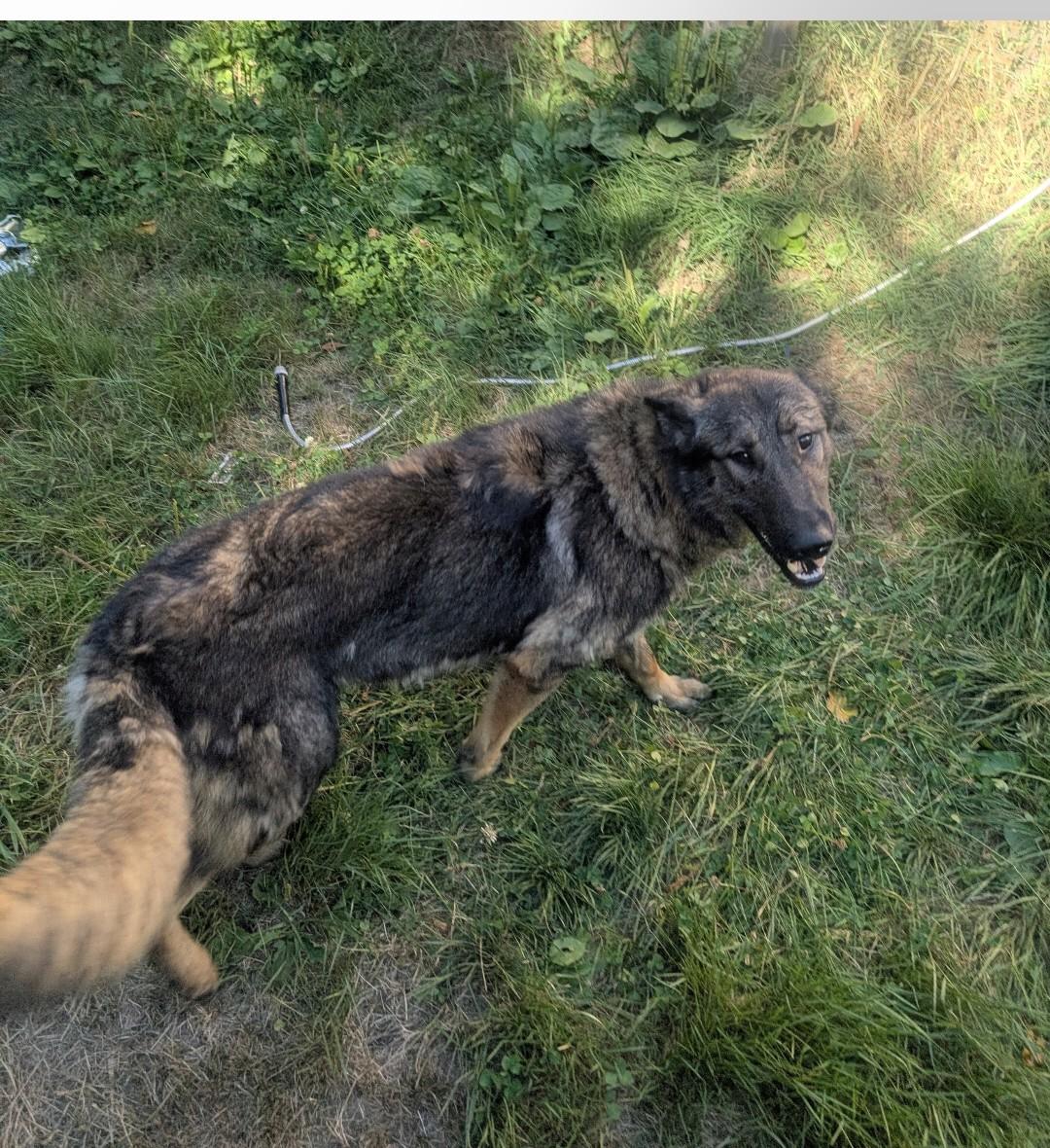 Midnight, a Adoptable mixed breed in Sedro Woolley, WA image 2/2