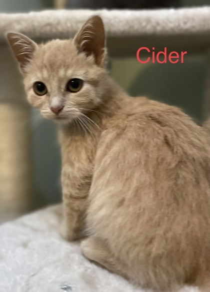 Enlarge Cider, an adopted Domestic Short Hair in Melancthon, ON image 1/3