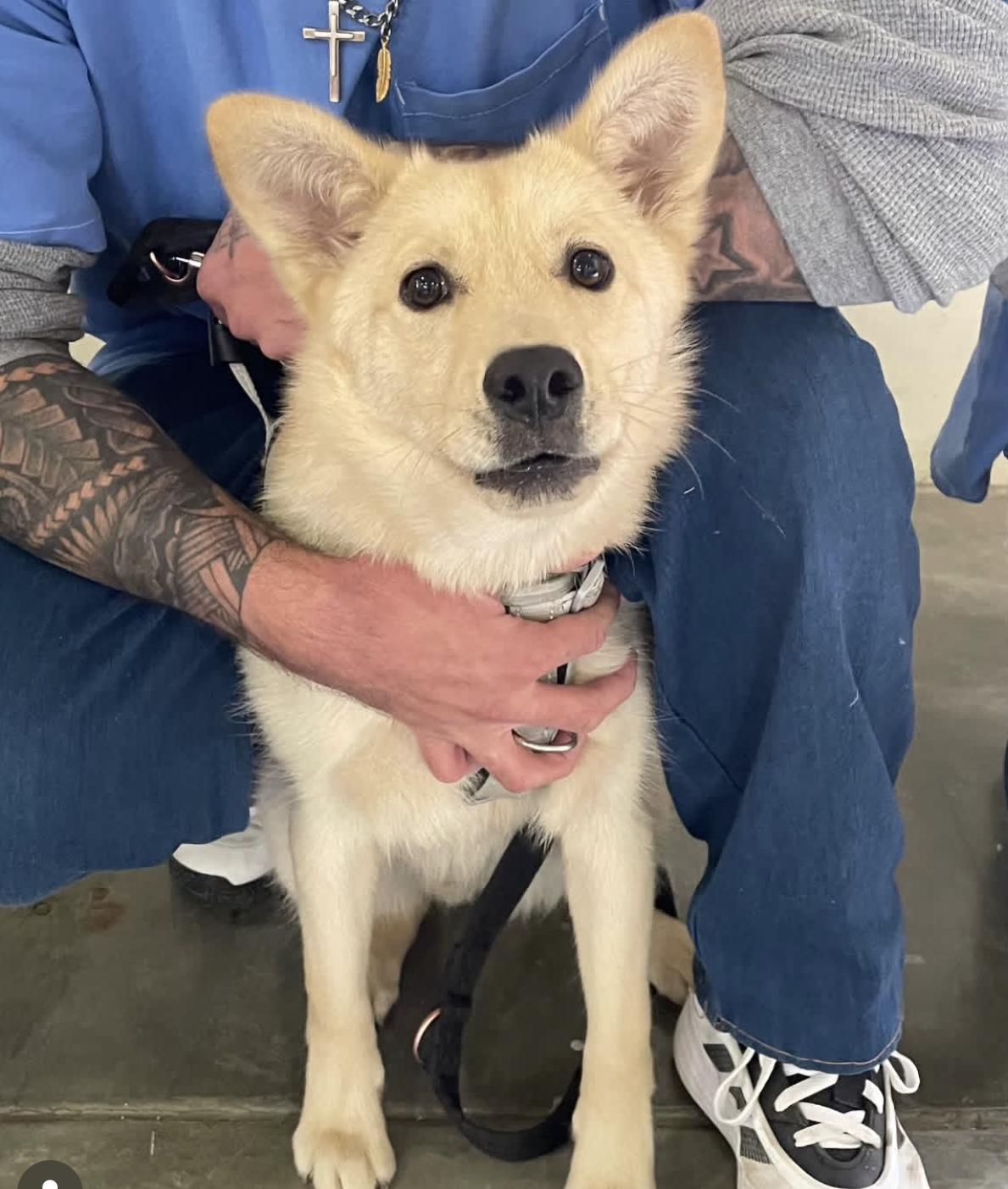 Wesley, Adoptable, Young Male Siberian Husky & German Shepherd Dog.