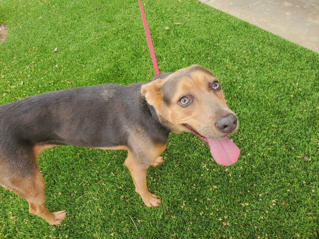 Meg, a Adoptable mixed breed in Santa Ana, CA image 1/2