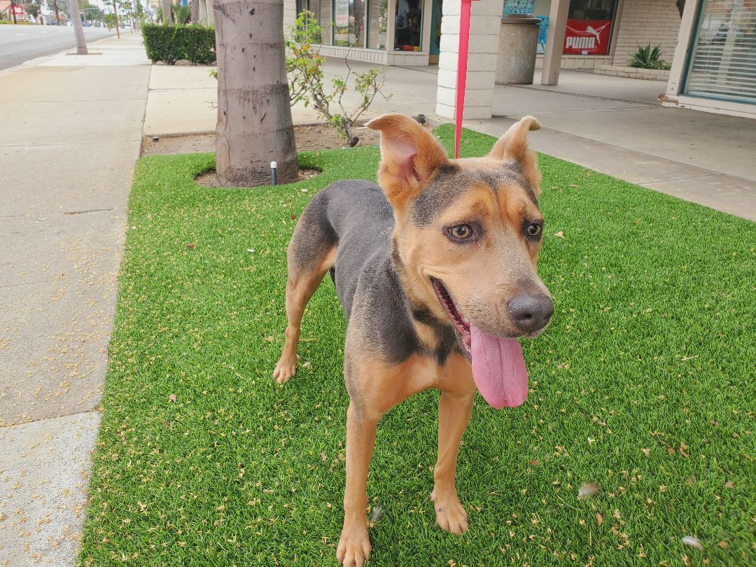 Meg, a Adoptable mixed breed in Santa Ana, CA image 2/2