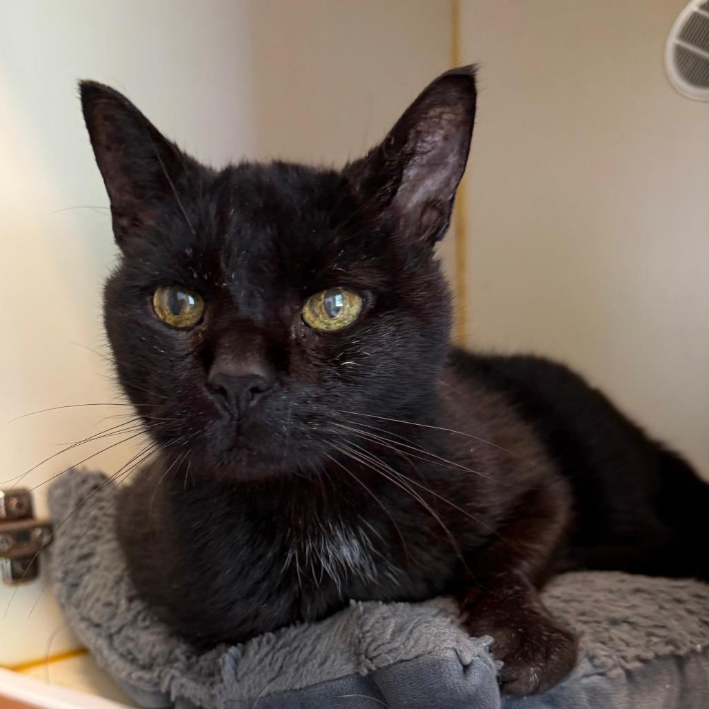 Oscar, Adoptable, Senior Male Domestic Short Hair.