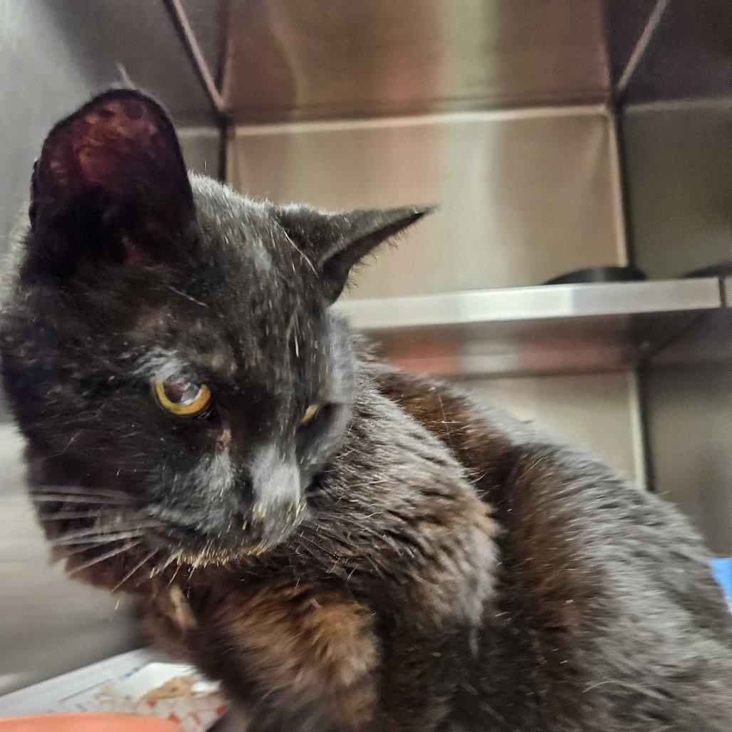 Enlarge Oscar, a Adoptable Domestic Short Hair in Concord, NH image 2/2