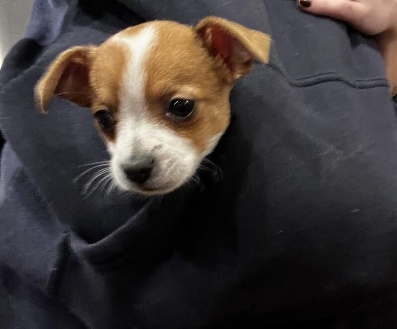 Enlarge Bruiser, a Adoptable mixed breed in Alma, WI image 1/5