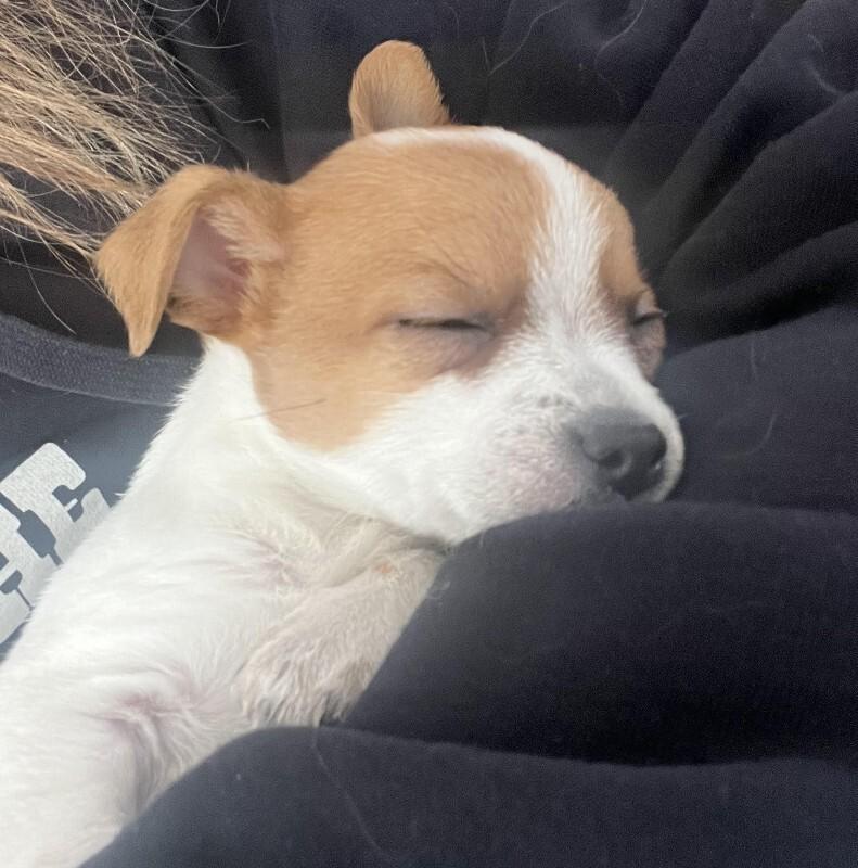 Enlarge Bruiser, a Adoptable mixed breed in Alma, WI image 2/5