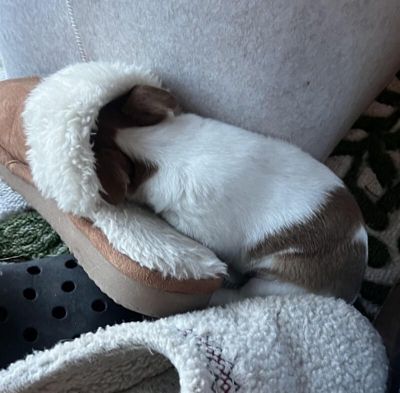 Enlarge Bruiser, a Adoptable mixed breed in Alma, WI image 3/5