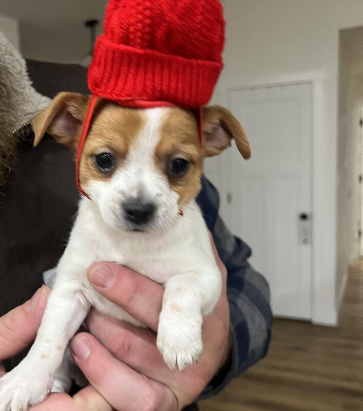 Enlarge Bruiser, a Adoptable mixed breed in Alma, WI image 4/5