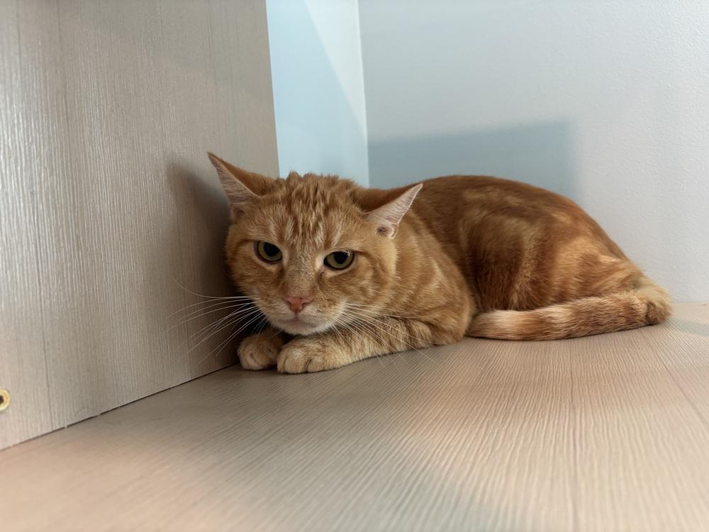 Chuck Norris, Adoptable, Adult Male Domestic Short Hair.