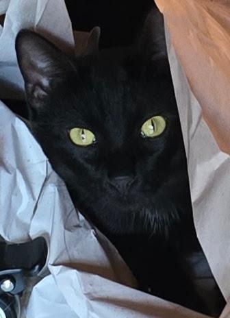SYPHON, an adoptable American Shorthair in Lake City, MN, 55041 | Photo Image 2