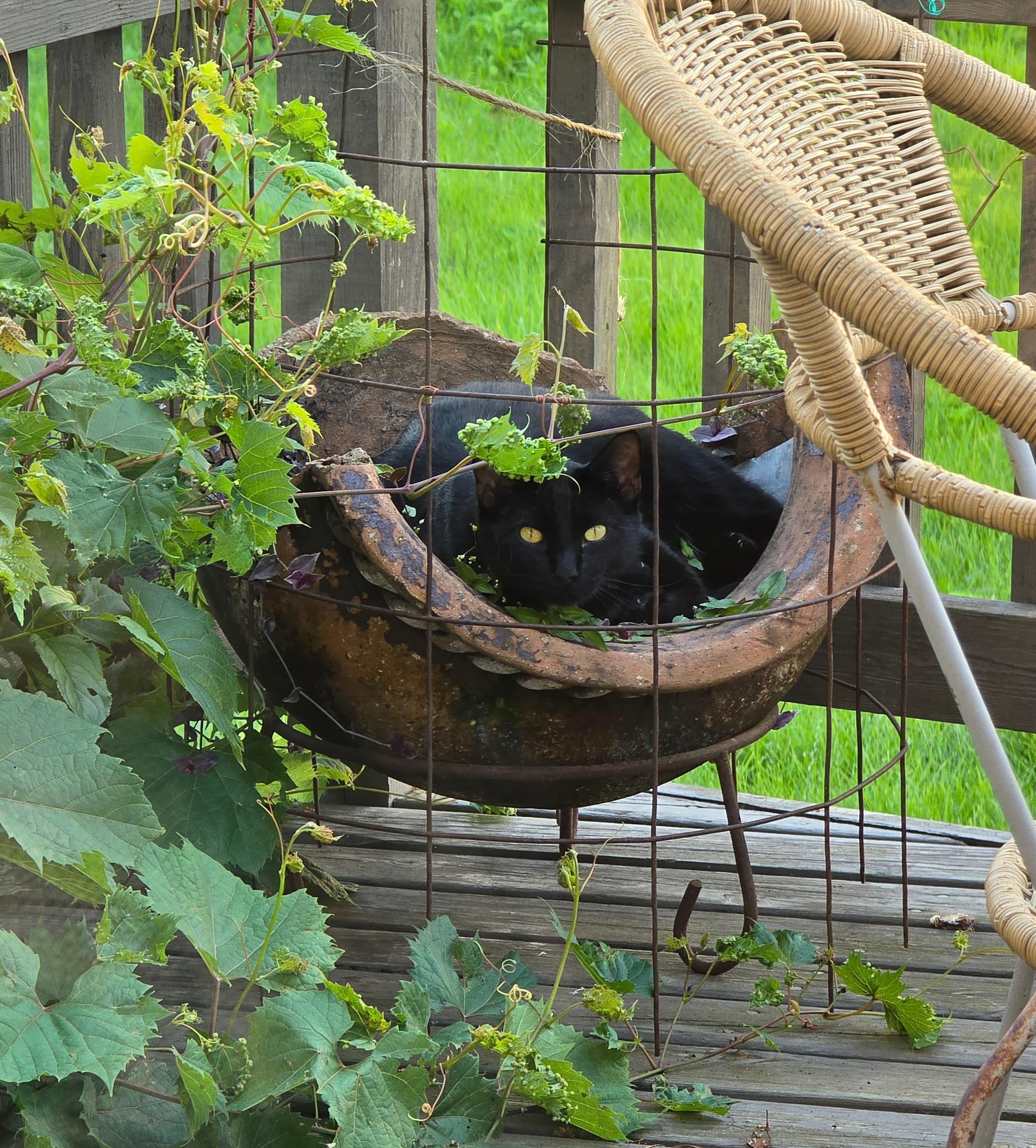 SYPHON, adoptable, Young Male American Shorthair.