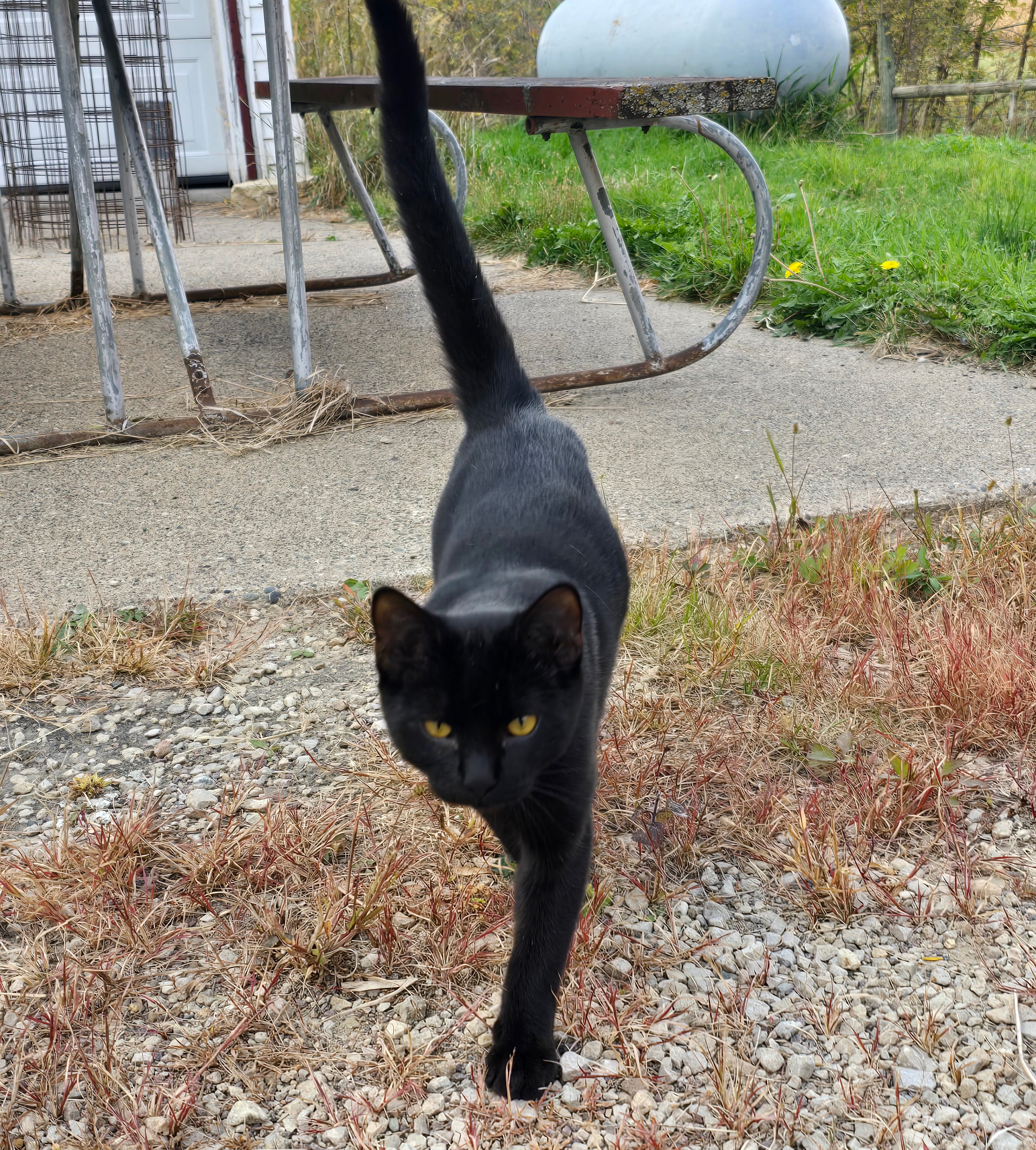SYPHON, an adoptable American Shorthair in Lake City, MN, 55041 | Photo Image 5