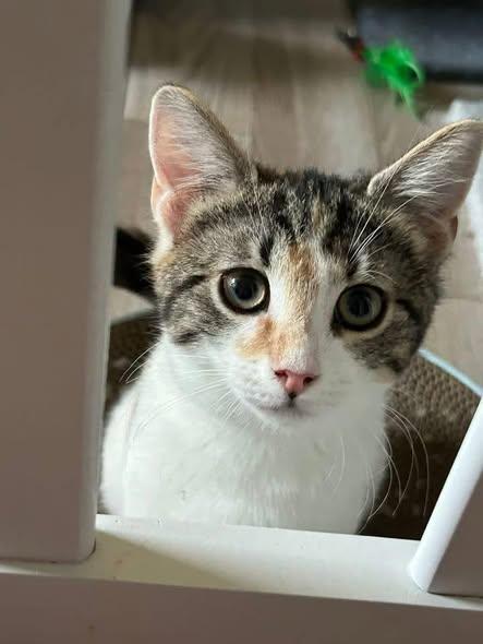 Enlarge Ivie & Lucie, a ADOPTABLE Domestic Short Hair in Portland, ME image 3/4