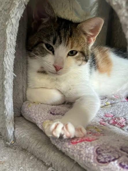 Ivie & Lucie, ADOPTABLE, Young Female Domestic Short Hair.