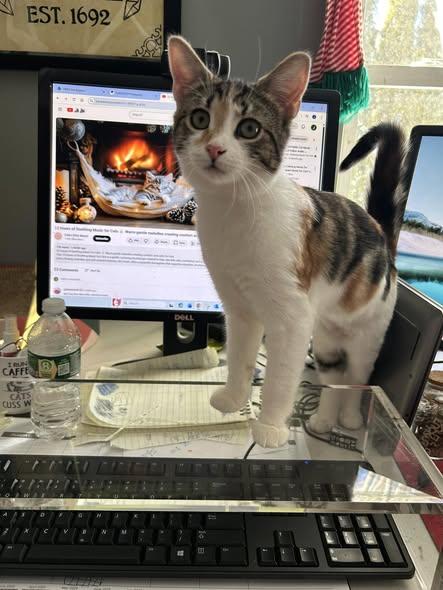 Enlarge Ivie & Lucie, a ADOPTABLE Domestic Short Hair in Portland, ME image 4/4