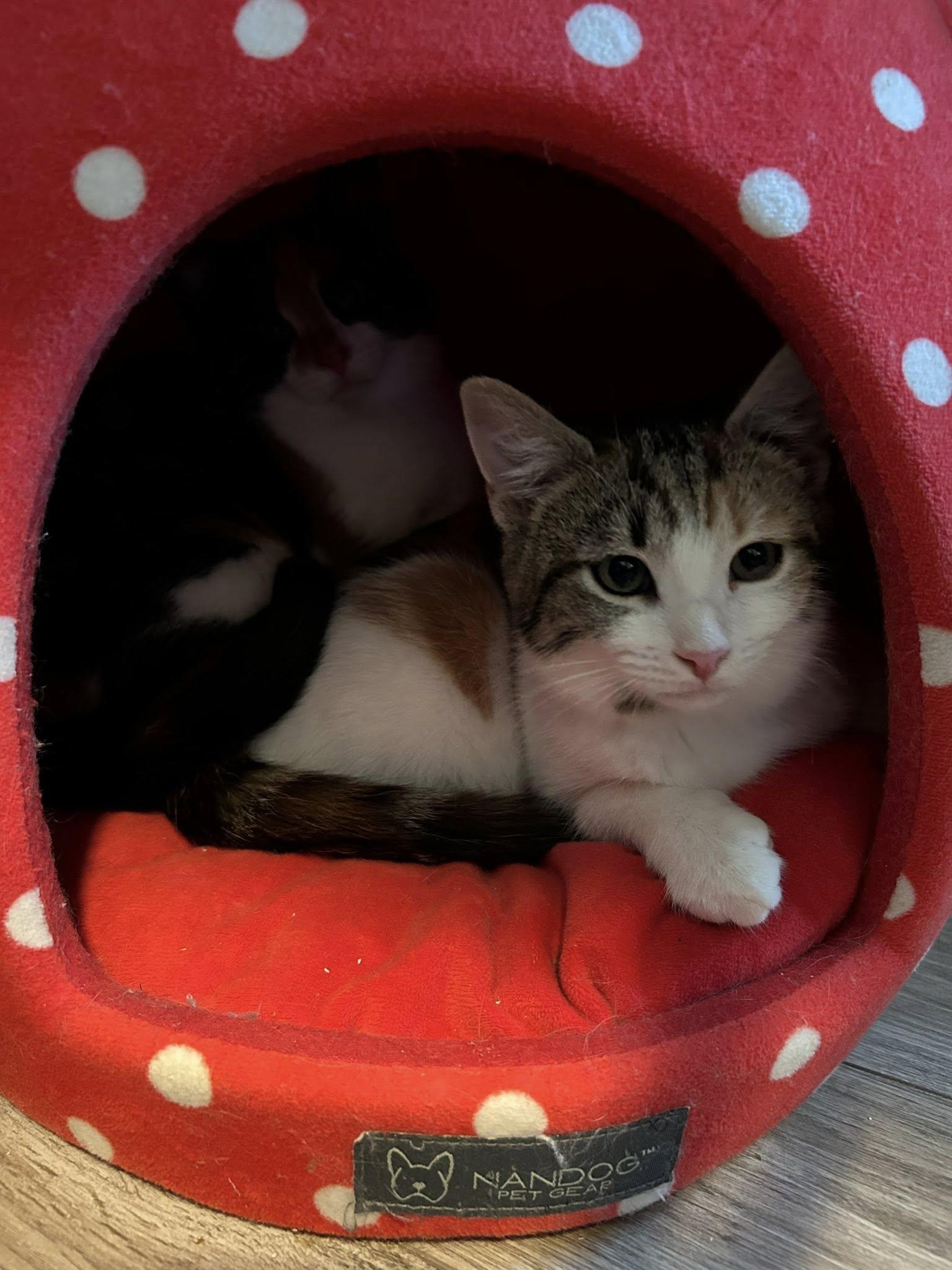 Enlarge Ivie & Lucie, a ADOPTABLE Domestic Short Hair in Portland, ME image 2/4