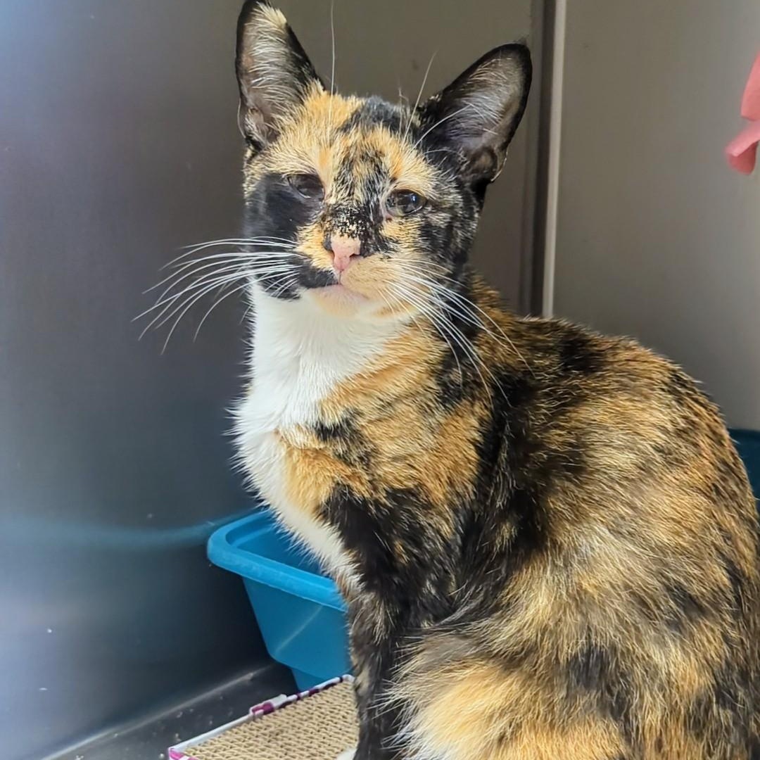 Treble, a Adoptable Domestic Short Hair in West Jefferson, OH image 1/6