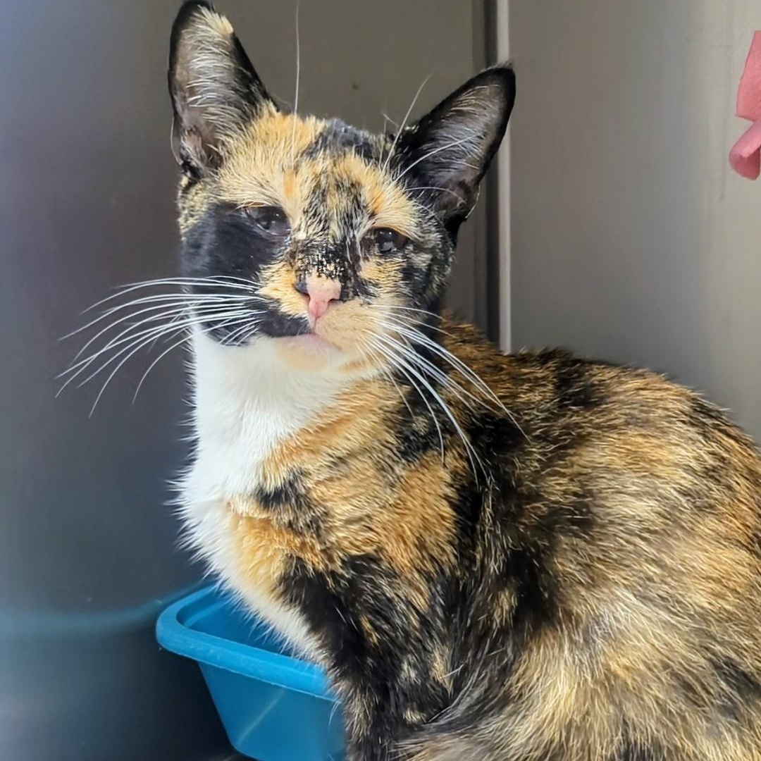 Treble, a Adoptable Domestic Short Hair in West Jefferson, OH image 2/6